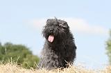 BOUVIER DES FLANDRES 002